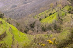As cores de Inverno no Alvão - R5A5016