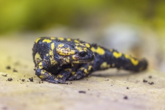 02-SALAMANDRA-DE-PINTAS-AMARELAS