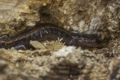 04-SALAMANDRA-LUSITANICA