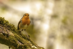 07-PISCO-DE-PEITO-RUIVO