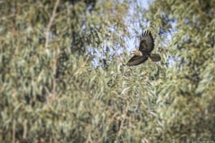 14-AGUIA-DE-ASA-REDONDA