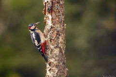 15-PICA-PAU-MALHADO-GRANDE