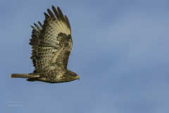 Águia-de-asa-redonda