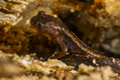 Salamandra-lusitânica