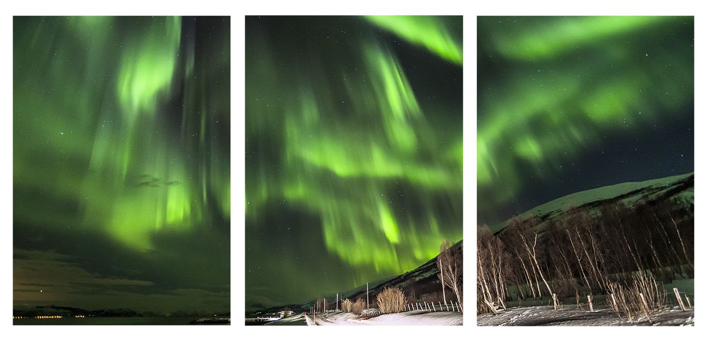 Nova Zelândia - Wanaka Tree
