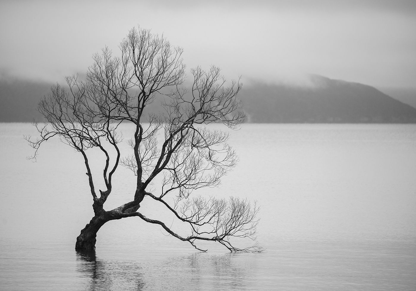 Nova Zelândia - Wanaka Tree